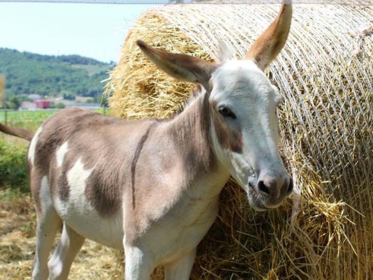 Willa Borgo Delle Mole Spoleto Zewnętrze zdjęcie